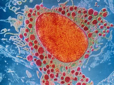 HOW OUR DIET AFFECTS OUR HEALTH – Městská knihovna