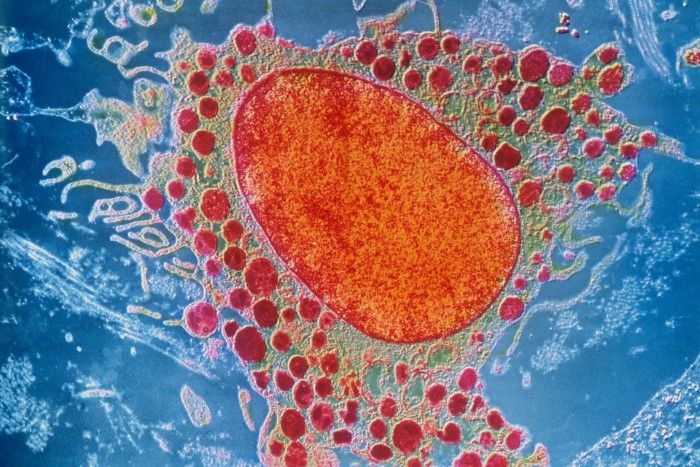 HOW OUR DIET AFFECTS OUR HEALTH