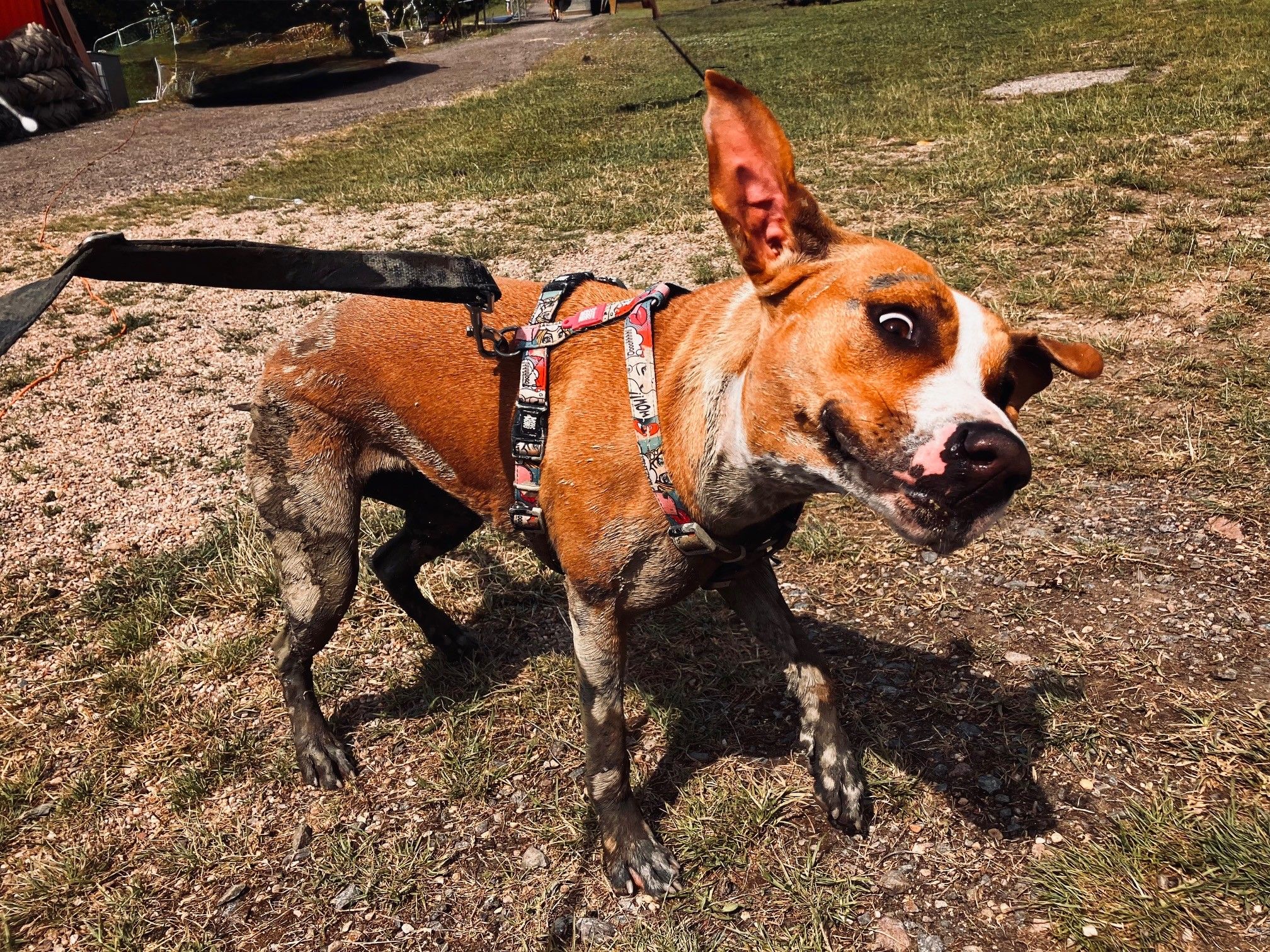 Cuketa Dog Race 2026